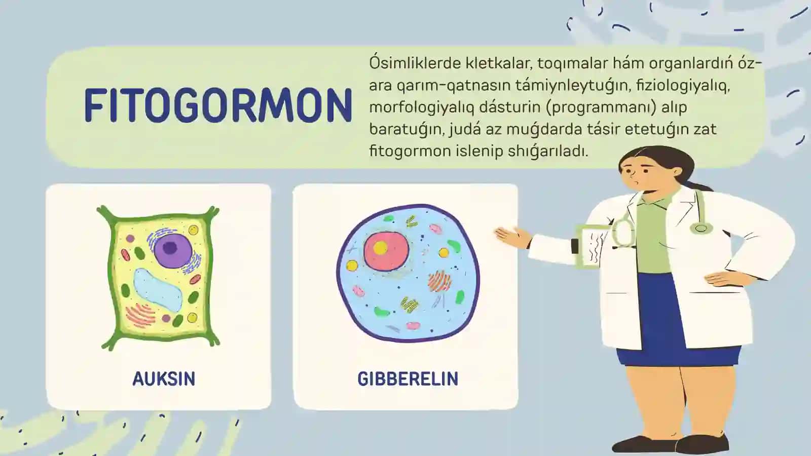 Fitogormonlar hám ósimliklerdıń ósiw regulyatorlarınıń qásiyetleri 4