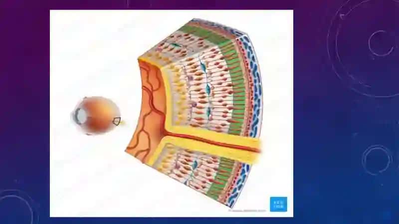 Fotoretseptor hujayralarining ultrastruktura va gistofiziologiyasi 4