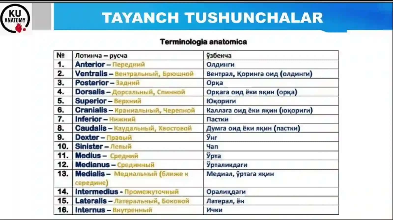 Umumiyosteologiya.Skelethaqidaumumiytushuncha.Sathlarhaqidatushuncha.Boshlangichterminologiya.Suyaklarningtuzilishi 4