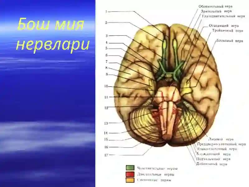 Нервлар классификацияси 4