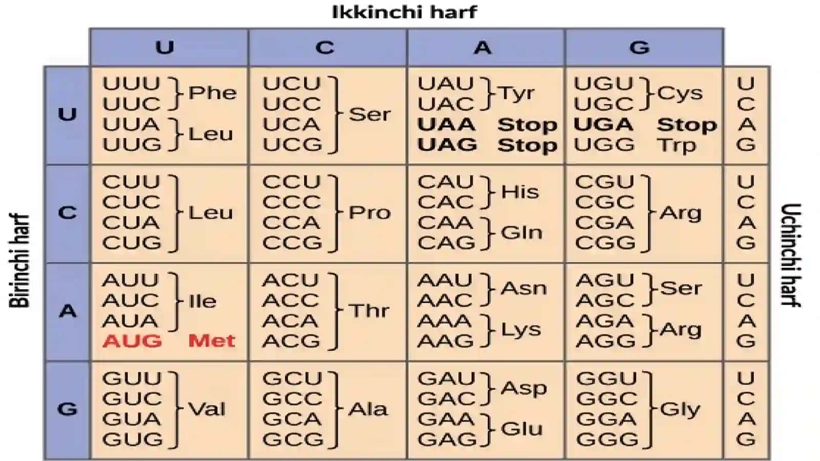 Oqsil biosintezi 4