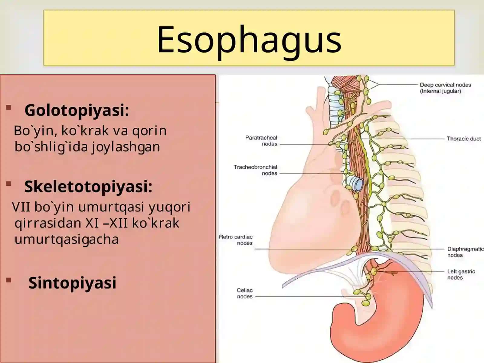 Splanchnologia 4