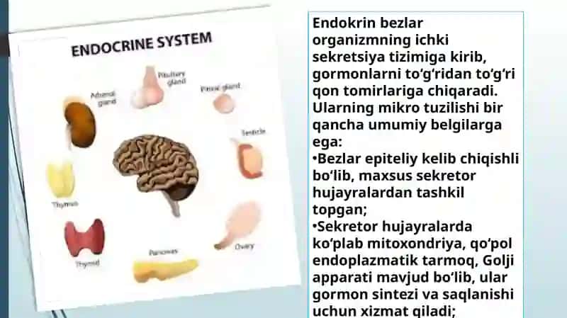 Endokrin bezlarining mikro tuzilishiga ilmiy izoh berish 4