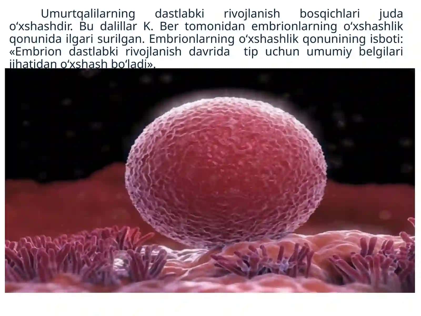 Biogenetik qonunlar 4