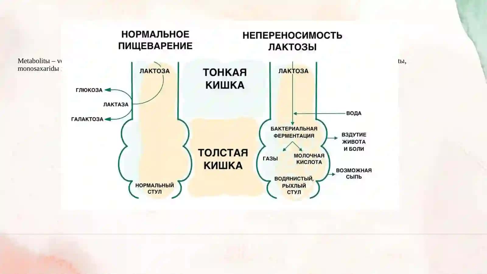 Laktaza yetishmovchiligi va uning klinikasi 4