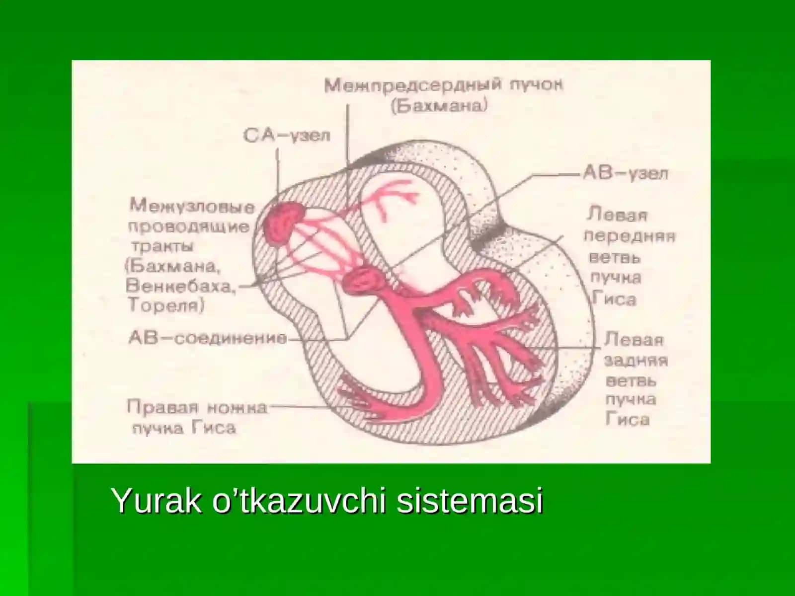 EKG o’zgarishlari. Yurak bo’lmachalari, qorinchalari  gipertrofiyasi. 4