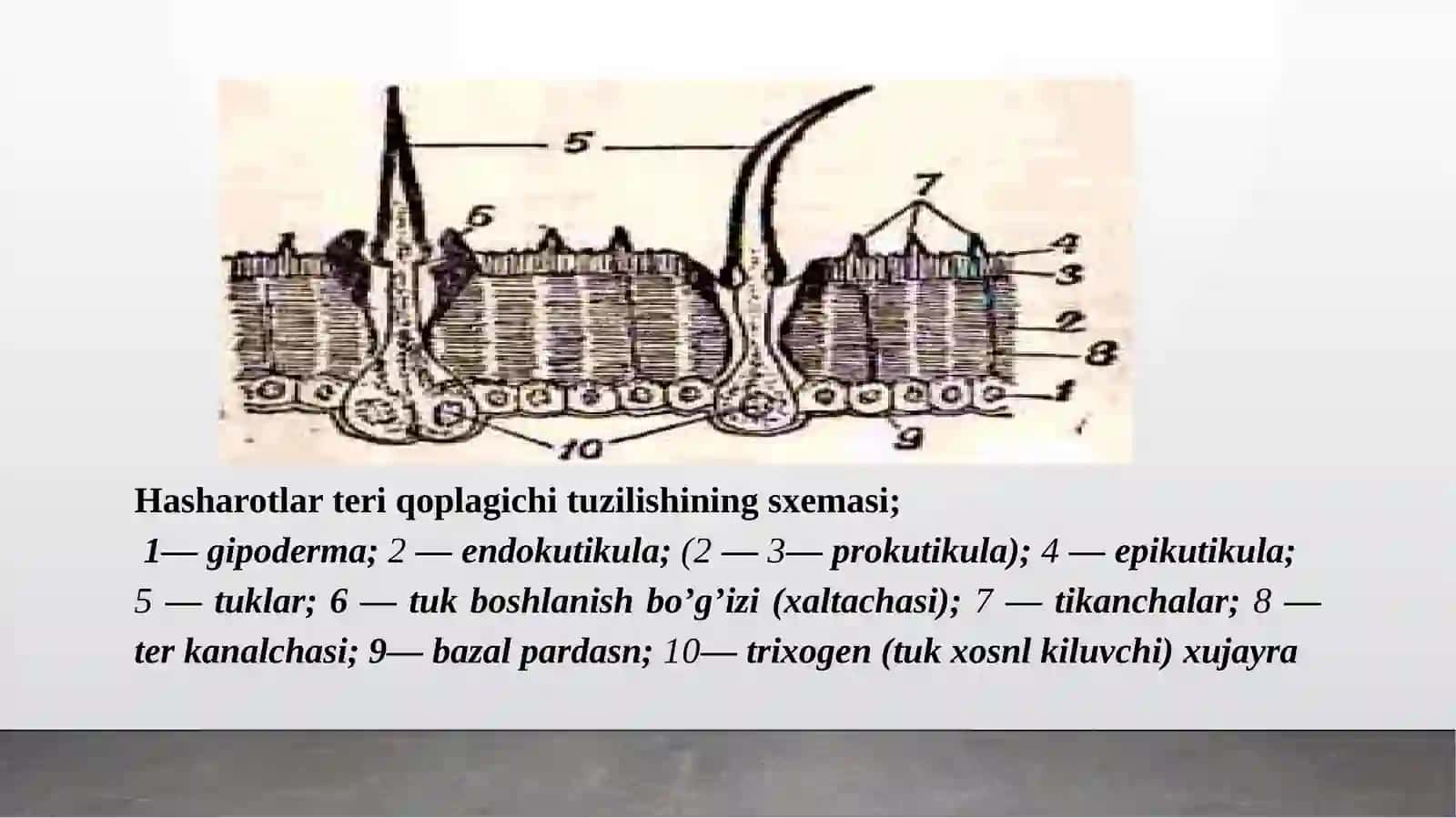 Hasharotlar anatomiyasi 4