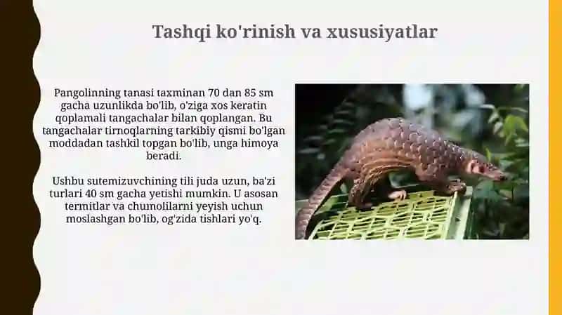 Pangolin 4