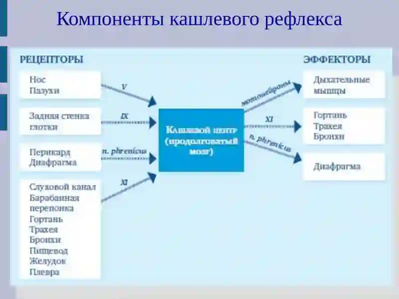 Кашель у детей 4