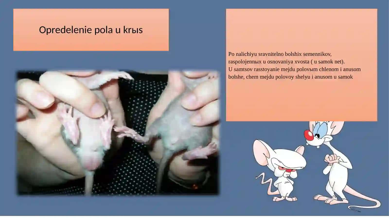 Kemiruvchilarni klinik tekshirish rejasi 4