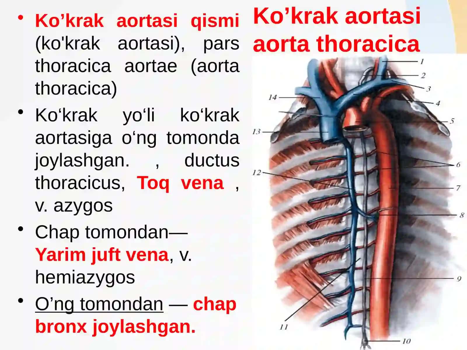 Mo’ydinova Ozodaxonning anatomiya fanidan tayyorlagan taqdimoti 4