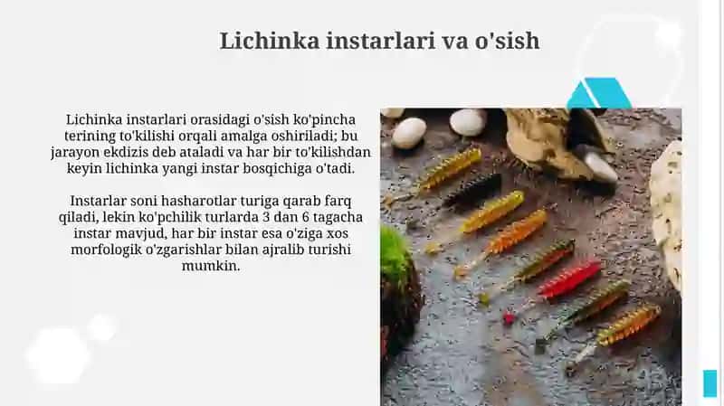 Apod lichinkalar 4