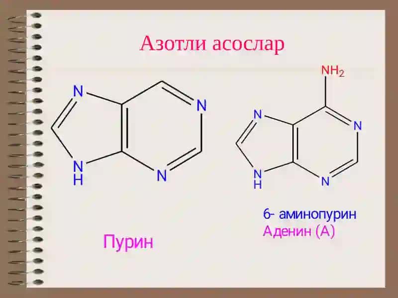 Нуклеин кислоталар 4