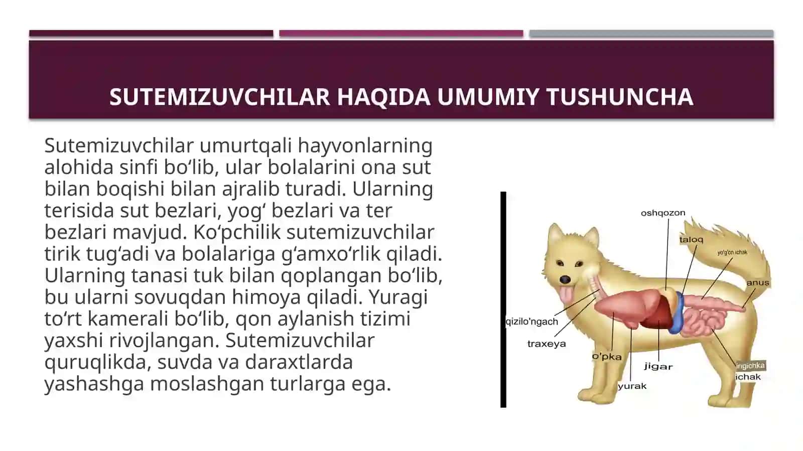 Sutemizuvchilar-Mammalia sinfining sistematikasi 4