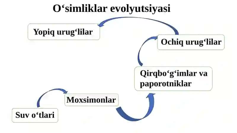 O'simliklar fiziologiyasi mustaqil ish 4