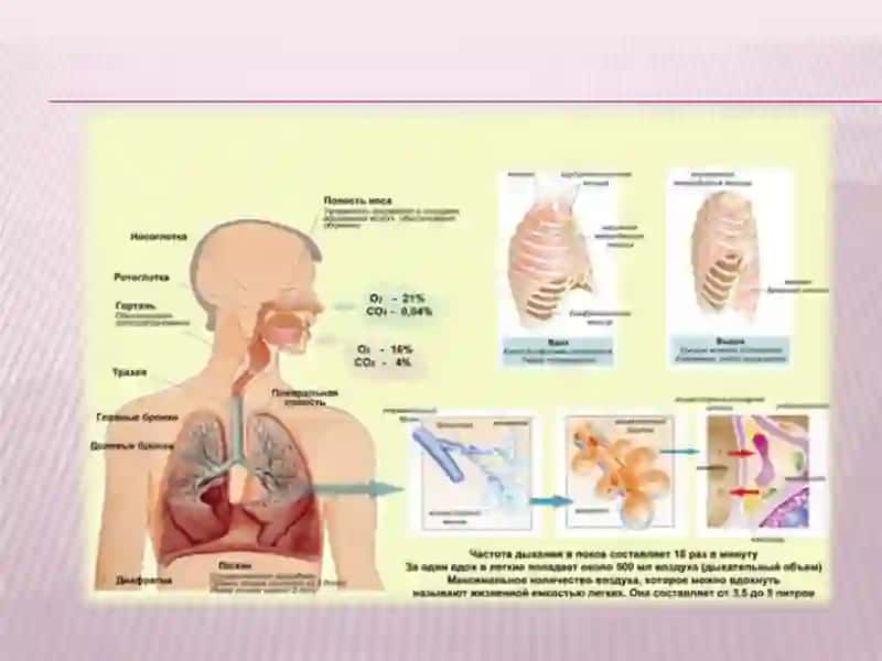 Nafasolishtizimining patofiziologiyasi 4
