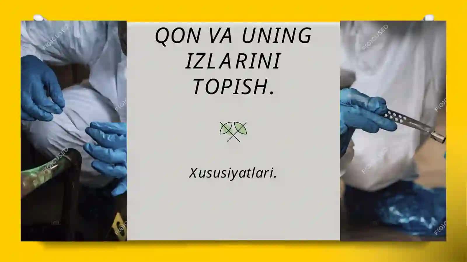 QON VA QON DOG’LARINING SUD TIBBIY EKSPERTIZASI 4
