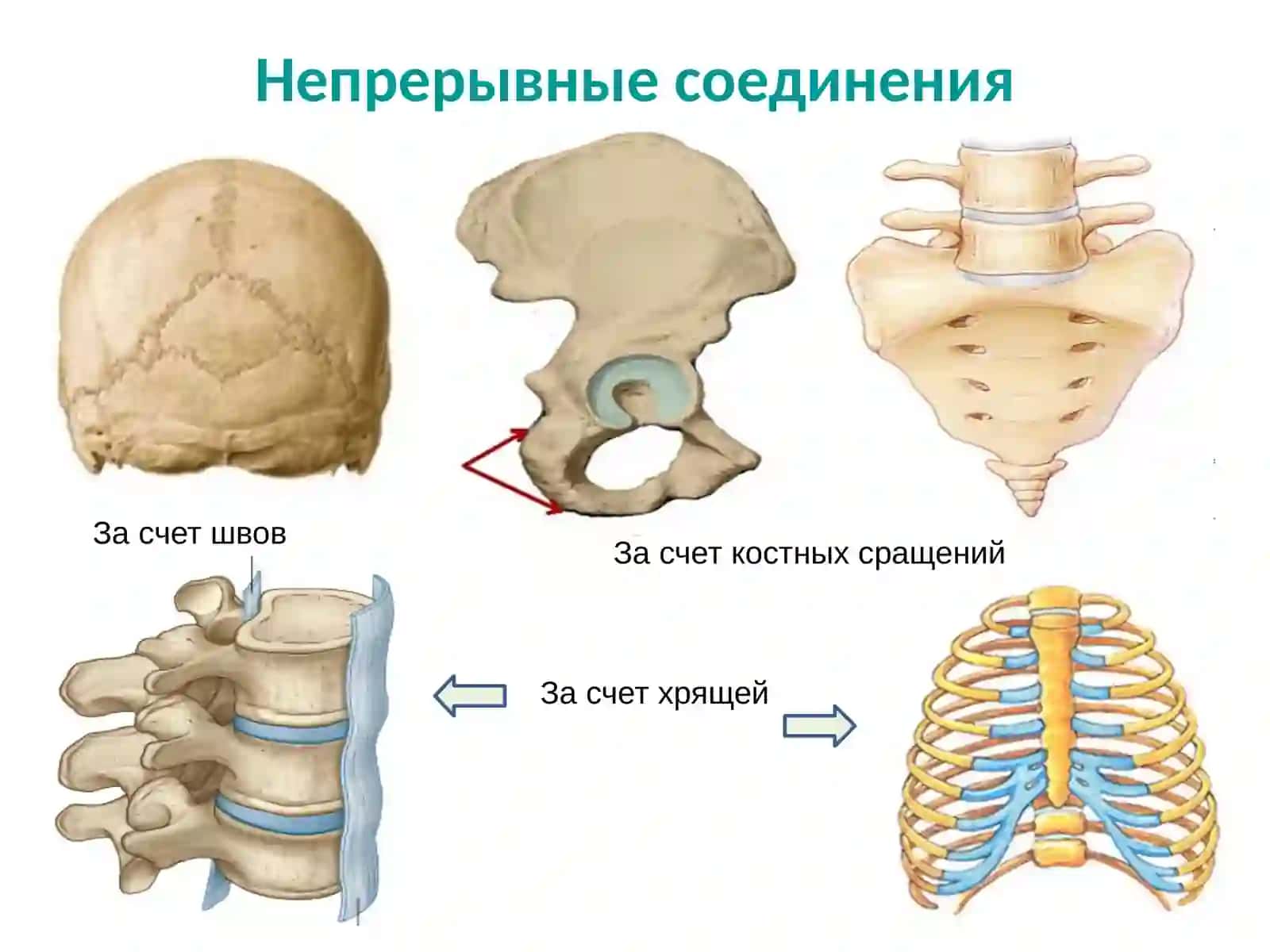 ОБЩАЯСИНДЕСМОЛОГИЯ 4
