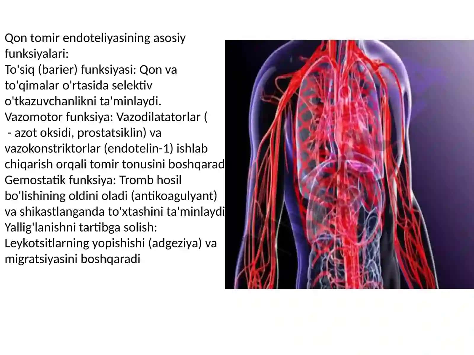 Qon tomir endoteliyasining funksiyalari. Yurak-qon tomirlar tizimida regenerator va kompensator jarayonlar. Limfa tugunlari. Birlamchi va ikkilamchi limfa tugunchalari (follikullar) tuzilishi va hujayraviy tarkibi. Limfa tugunlarining yoshga ko‘ra o‘zgarishi va regeneratsiyasi 4