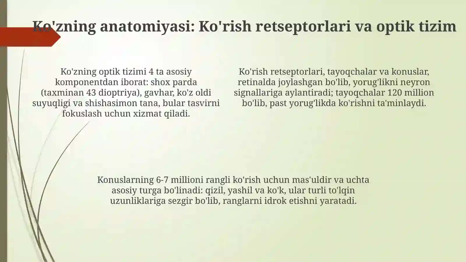 Koʼrish analizatorlarining tuzilishi va funksiyasi 4
