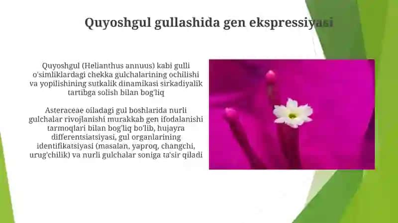 Rayxongulning tuzilishi va sutkalik gullash dinamikasi 4