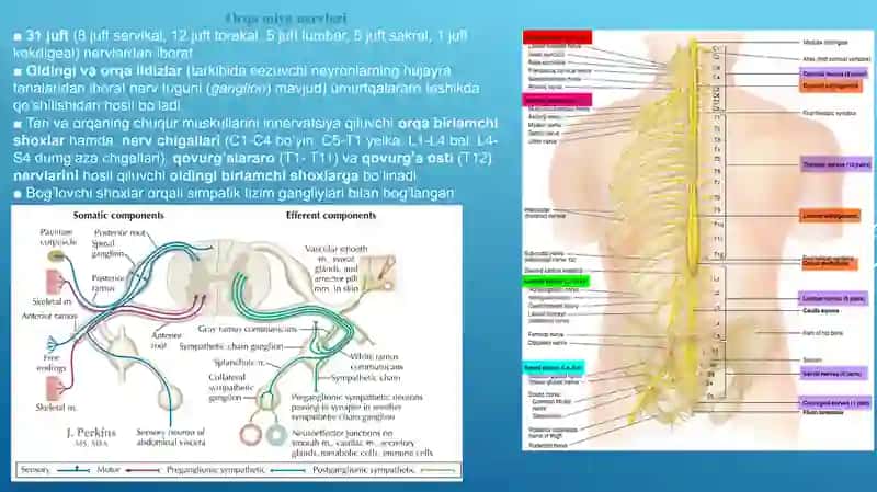 Orqa miya, Orqa miya nervlari. Miya pardalari, Orqa miyaga aloqador tuzilmalar, Dermatom, skleratom va miotom. 4