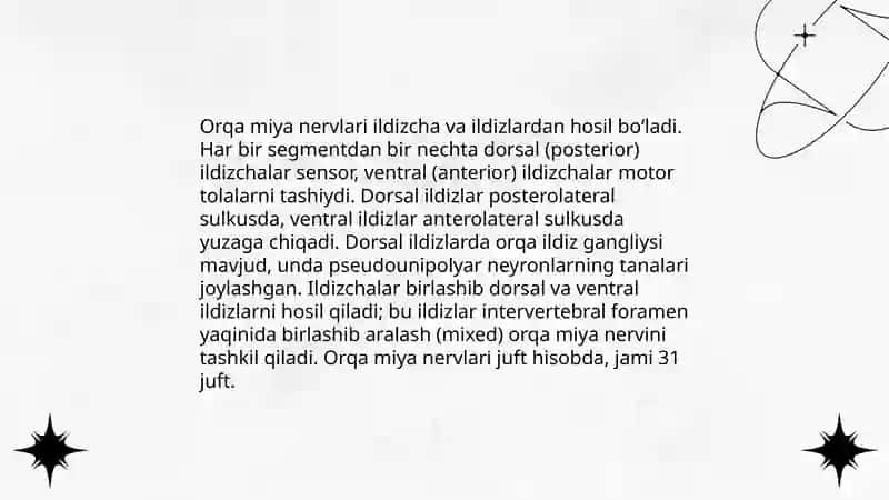 Periferik nerv tizimi vazifaviy anatomiyasi 4