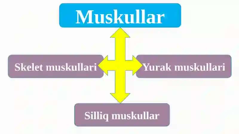 Muskullar 4