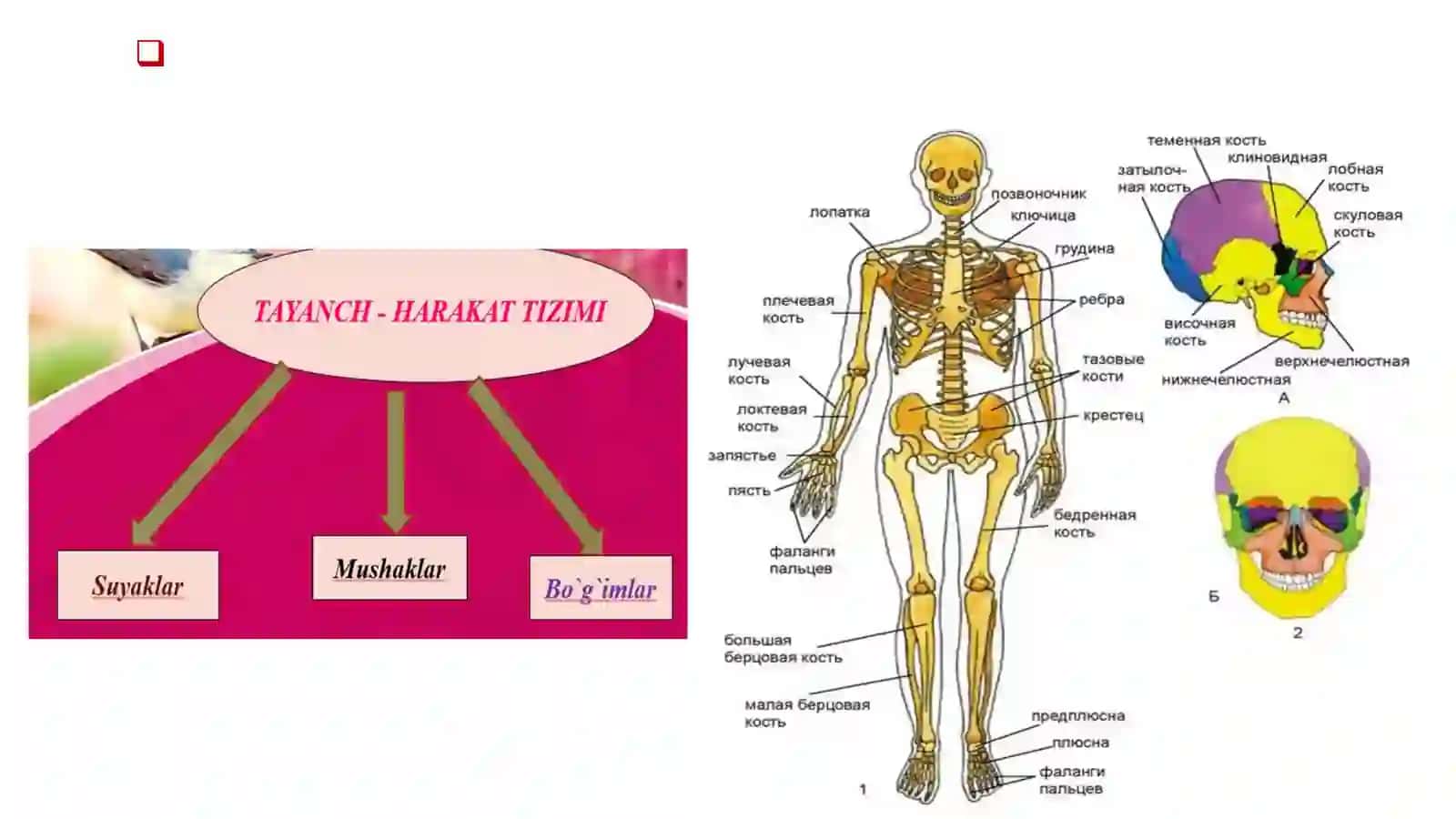 Ko'plab shikastlanish. Tayanch-xarakat tizimining ko'plab va qo'shilib kelgan shikastlanishlari 4