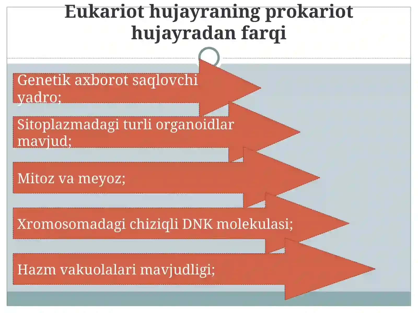 Eukariot hujayralarning ultrastukturaviy tuzilishi 4