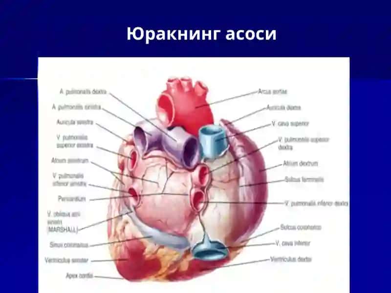 ANATOMIYA 4