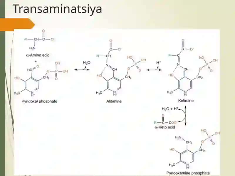 Giperammoniyemiyat urlari, tashxis qo'yishdagi klinik ahamiyati 4