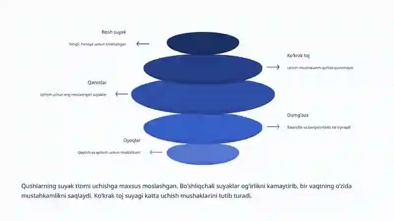 Qushlar Biologiyasi: Hayotning Uchuvchi Moʻjizalari 4