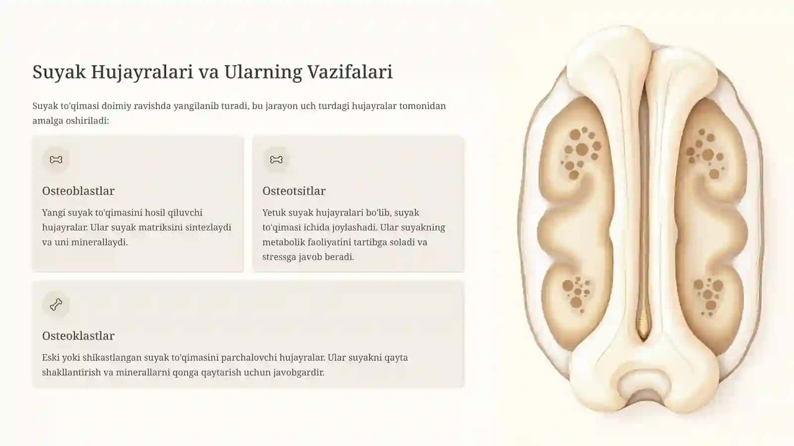Suyaklarning Tuzilishi va Turlari 4