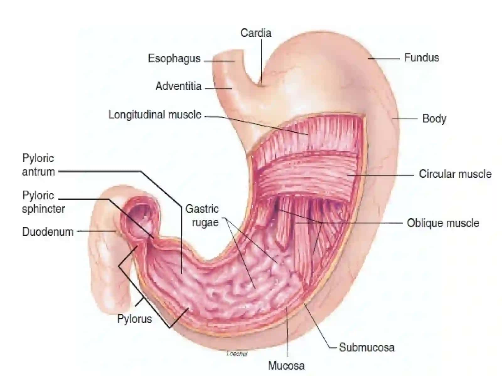 The stomach 4