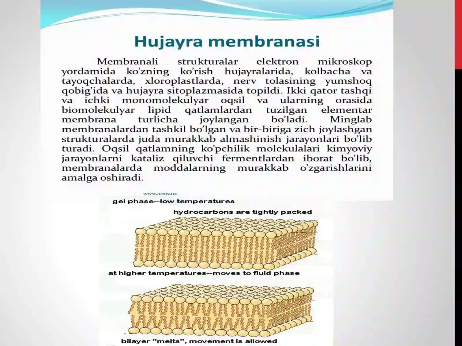 HUJAYRA MEMBRANASINING TUZILISHI. HUJAYRALARARO BOG’LANISH 4