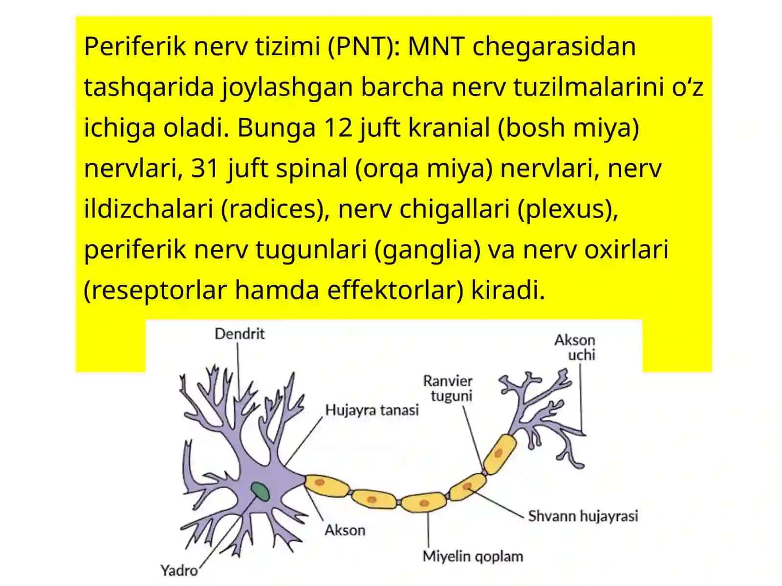 Nervtizimining umumiyan anatomiyasi 4