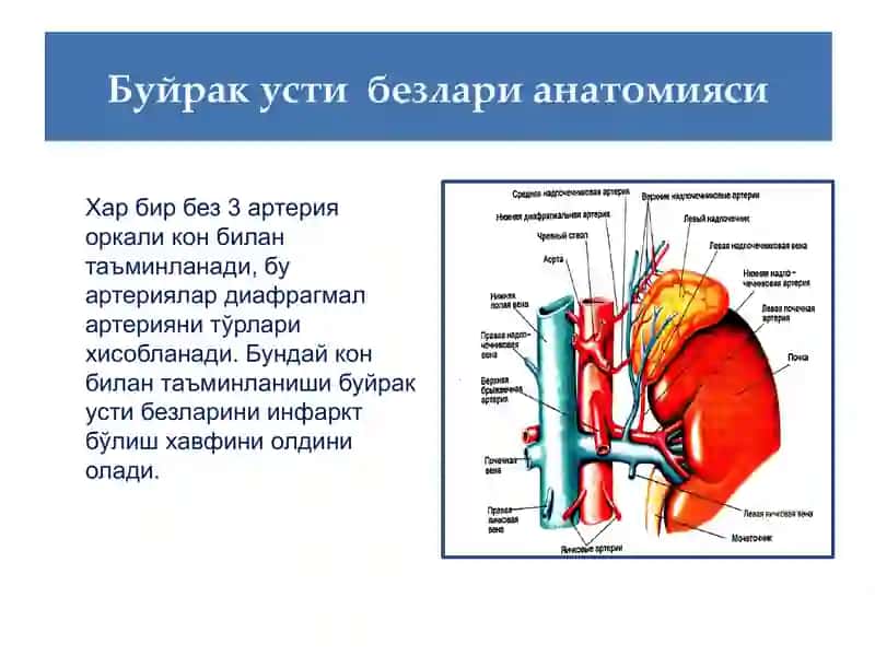 Буйрак усти безлари 4