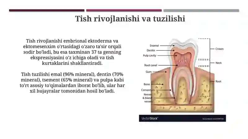 tish anomaliyasi 4