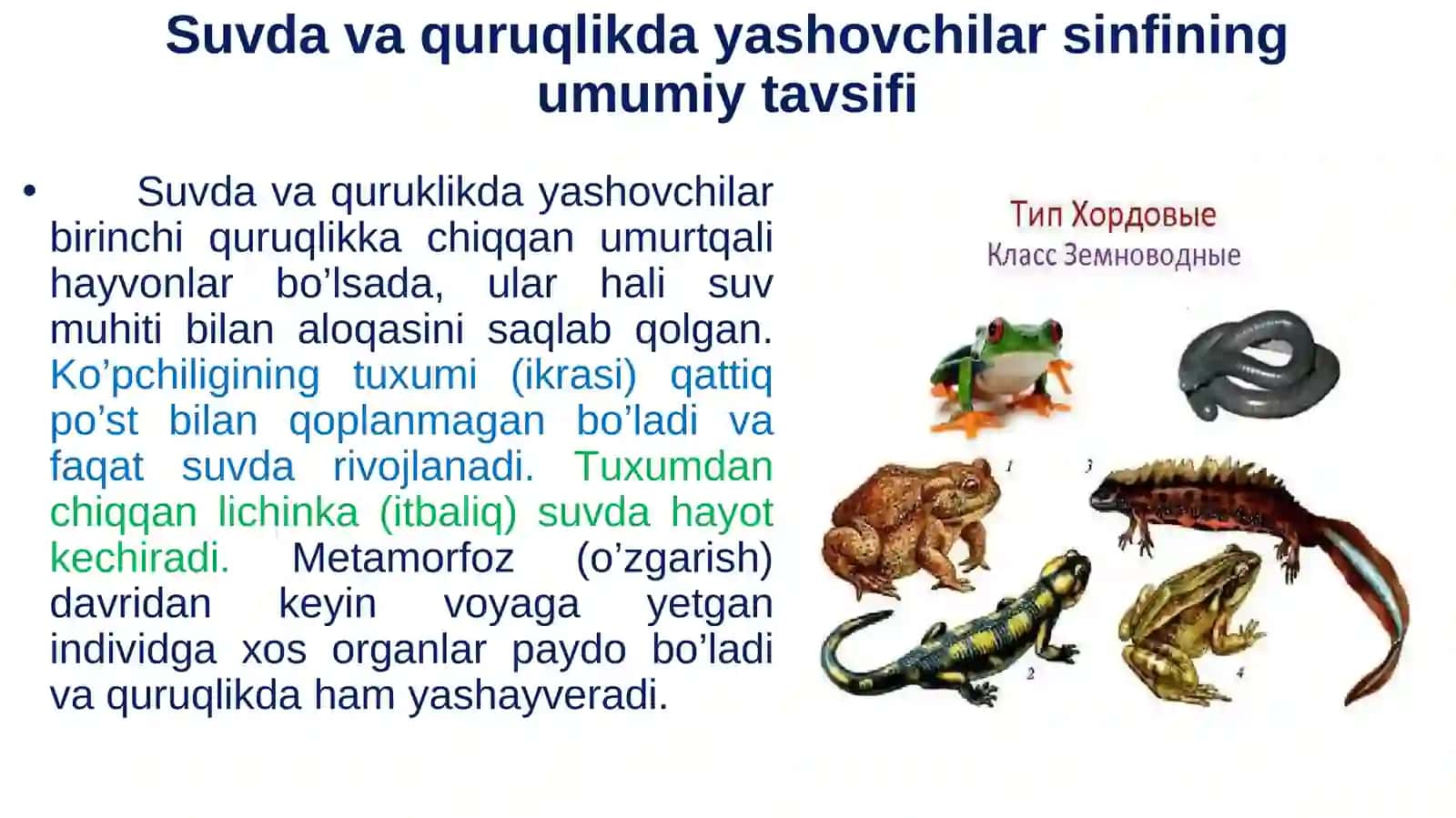 To‘rtoyoqlilar kattasining umumiy tavsifi va sistemikasi 4