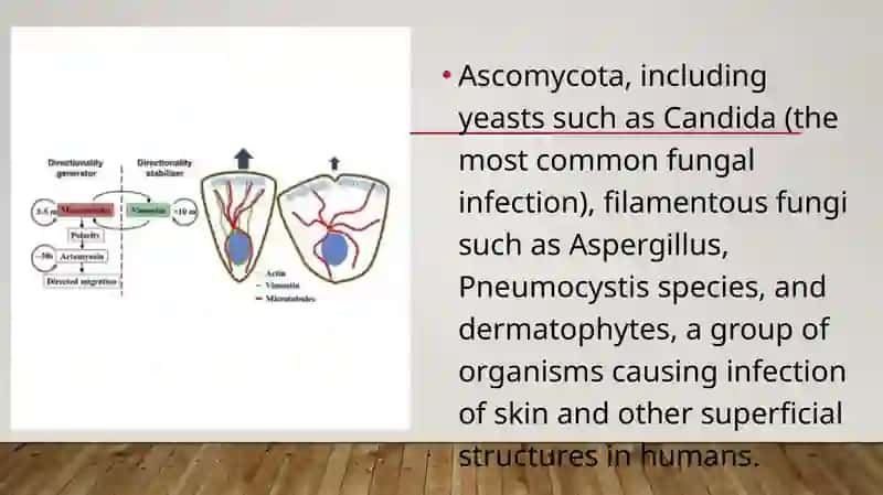 Factors determining the severity of infection 4