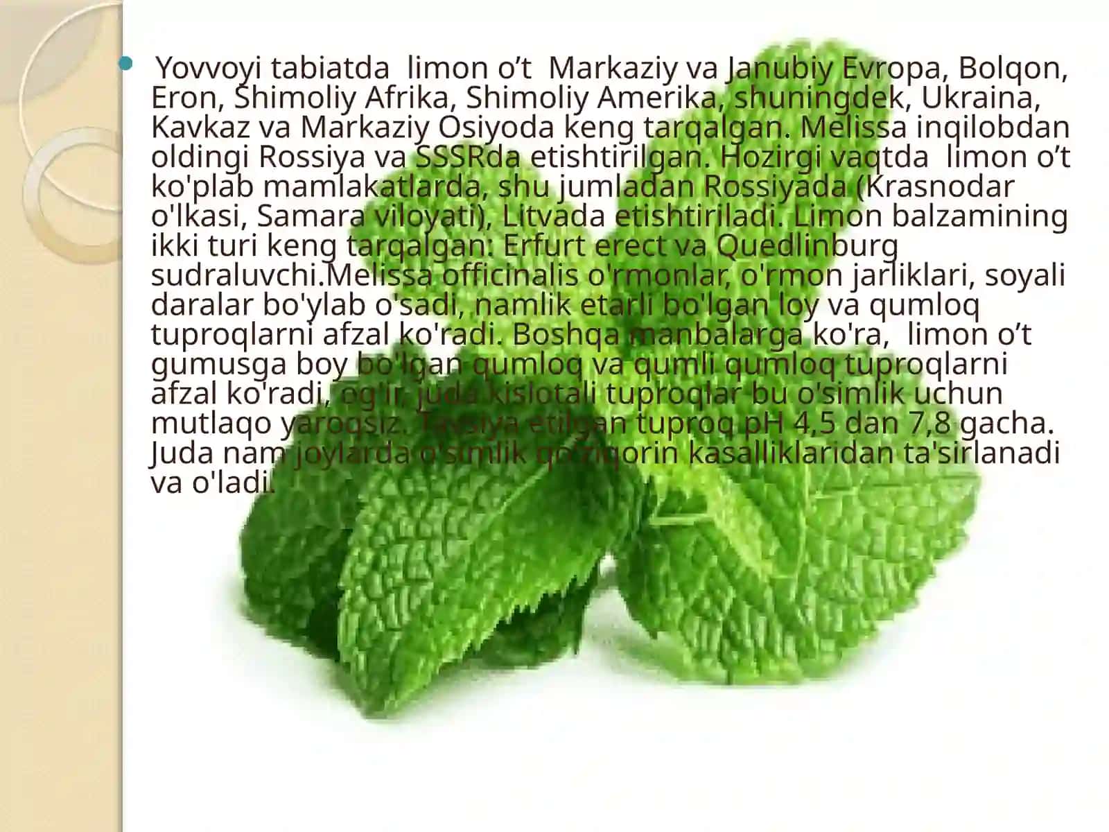 Limono’to’simliginiyetishtirish, dorivorlik xususiyati va umumiy ta’rif 4