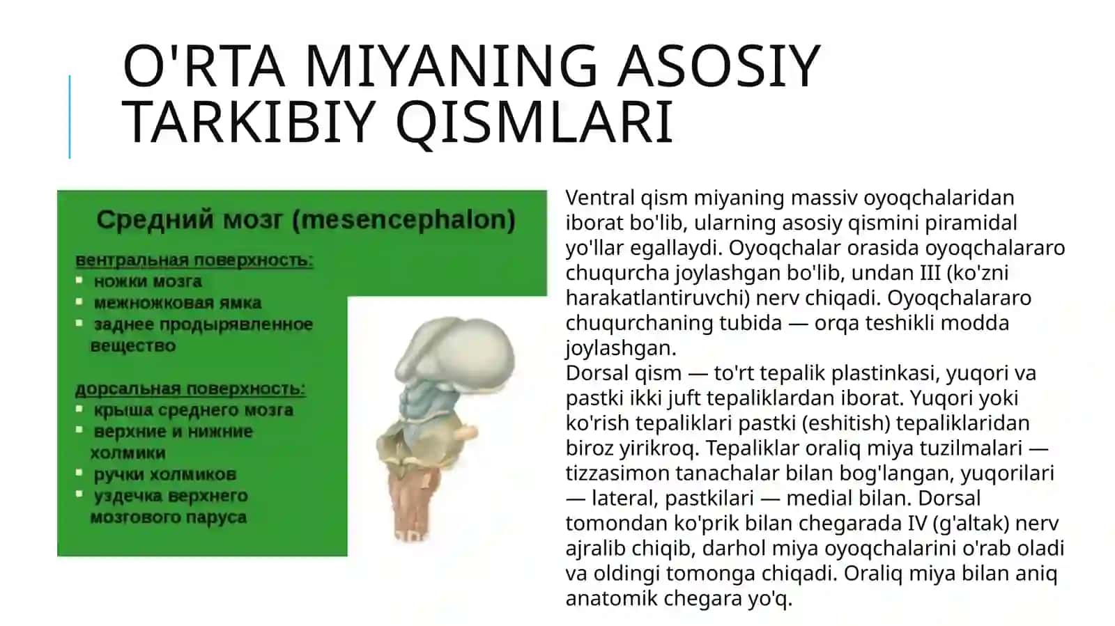 O'rta miya tuzilishi va funksiyalari 4