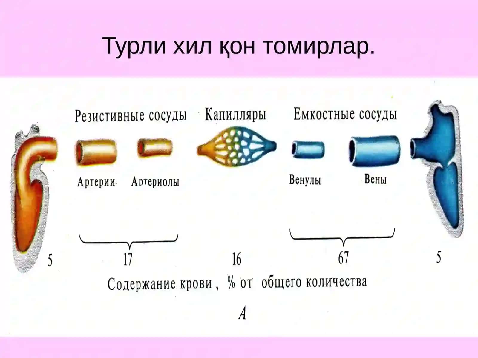 Гемодинамикаасослари 4