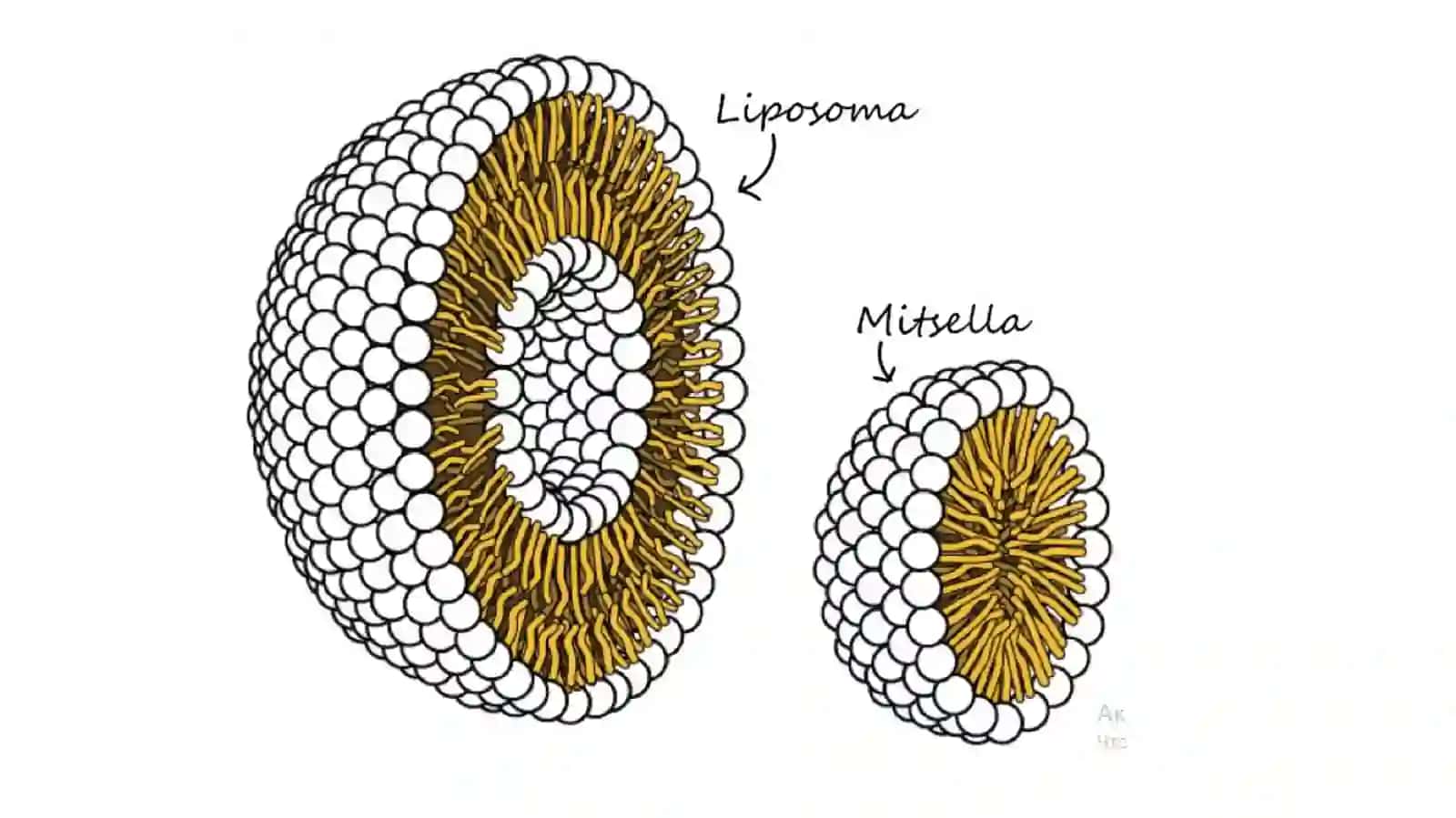 Hujayra membranasining tuzilishi 4