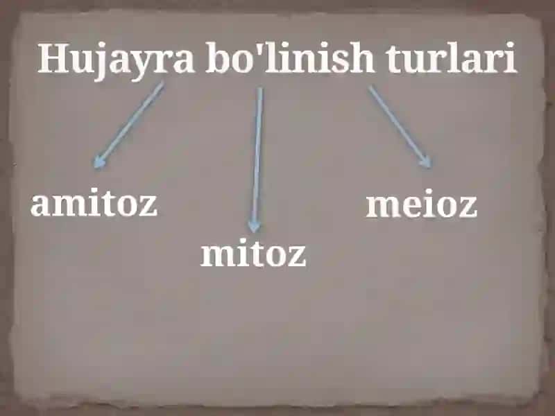 Hujayralarning bo’linish turlari.Mitoz. Meyoz.Amitoz 4