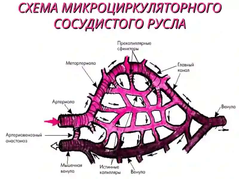 ФИЗИОЛОГИЯ МИКРОЦИРКУЛЯЦИИ. ОСОБЕННОСТИ КРОВООБРАЩЕНИЯ  В РАЗЛИЧНЫХ СОСУДИСТЫХ ОБЛАСТЯХ 4