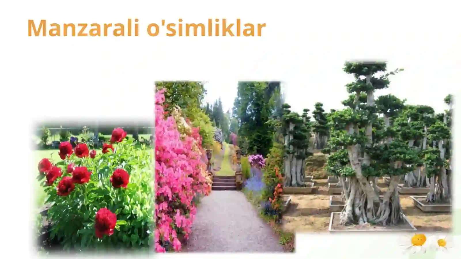 Manzarali o'simliklarning kelib chiqish tarixi 4