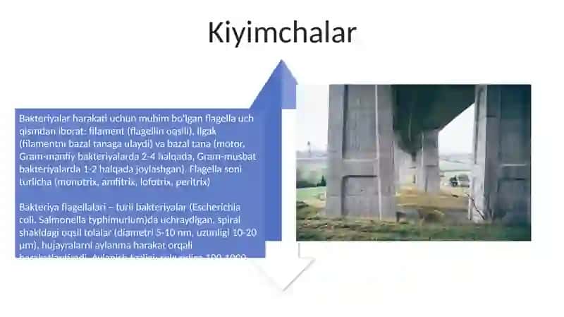 Bakteriya hujayrasining tuzilishi 4
