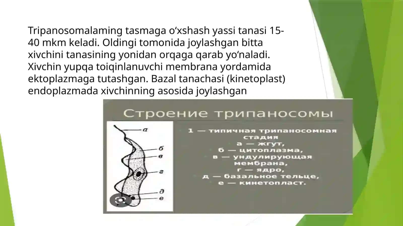 Xivchinlilar sinfi triponosoma 4